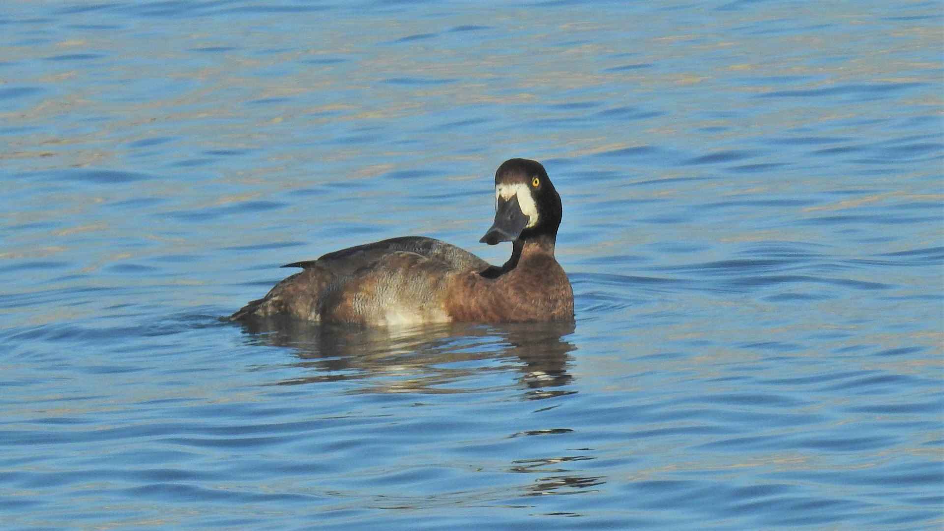 Greater Scaup